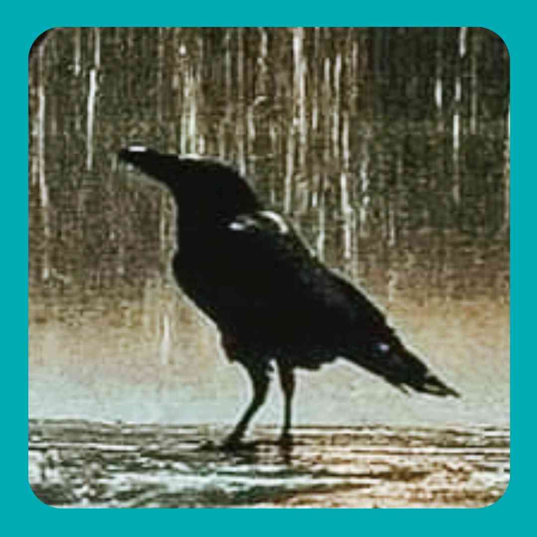 وقتی رو سرت این همه منقار سیاهست
