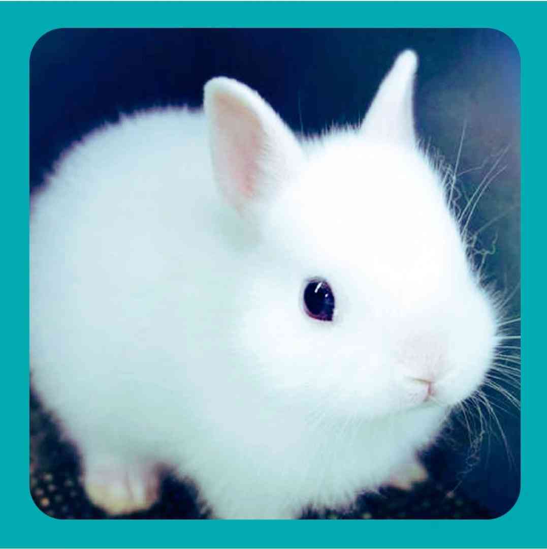 خرگوشی با موش موشی با شادی و سرخوشی