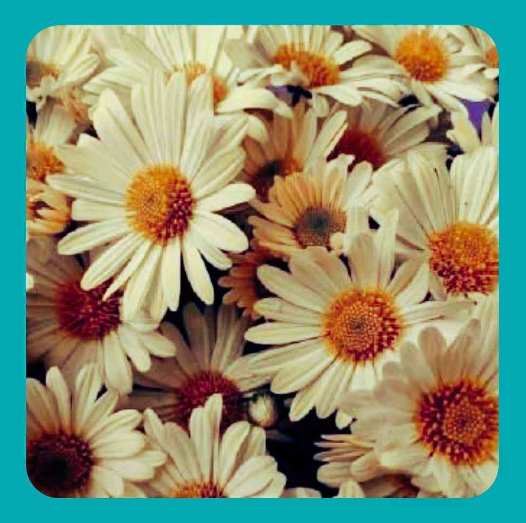 کاتانا چیریکی کت ها باز سی دی ای سوزوکی