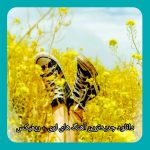 دانلود جدیدترین آهنگ های لری + ریمیکس دانلود جدیدترین آهنگ های لری + ریمیکس